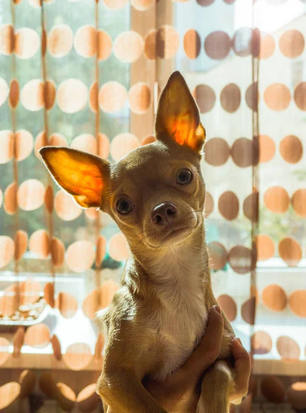 Calm red chihuahua lonely at home — Stock Photo, Image