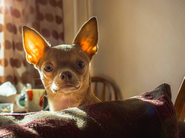 Klid, červený Chihuahua osamělý doma — Stock fotografie