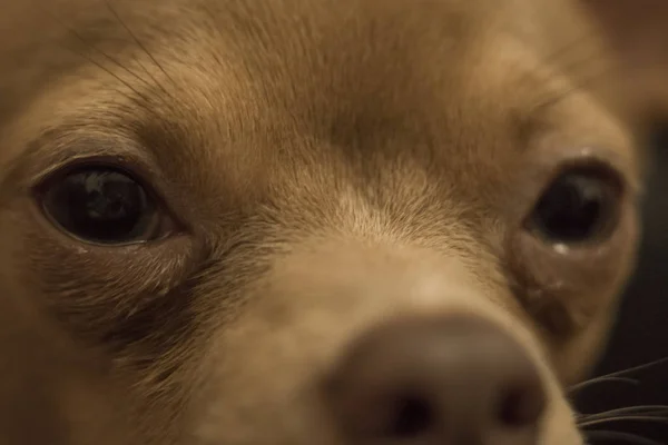 Nádherná rudá Chihuahua — Stock fotografie