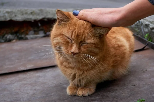 Bez domova kočky na ulici náklonnost z člověka a jíst Stock Fotografie