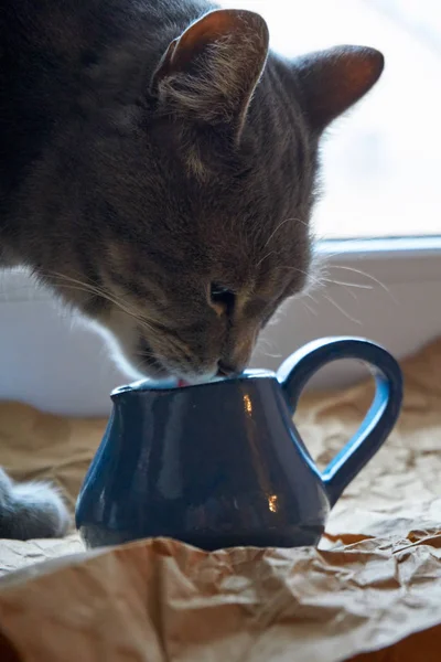 En vacker grå katt varv mjölk från en blå lera tillbringare för mjölk — Stockfoto