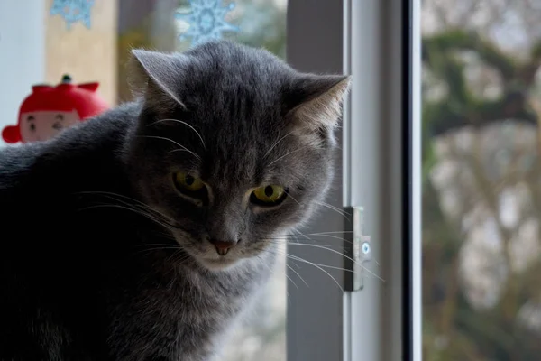 Egy gyönyörű szürke brit macska ül az ablakpárkányon, a ház — Stock Fotó