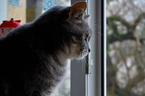A beautiful gray British cat sits on the windowsill of the house — Stock Photo, Image