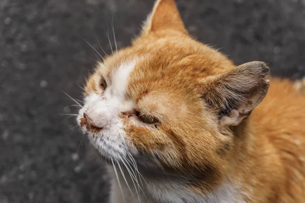싸움 후 부상 하는 도시의 거리에 흰색 줄무늬와 노숙자 아름 다운 빨간 고양이 — 스톡 사진