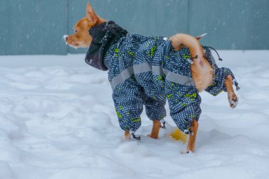 Kışın sıcak elbiseli güzel bir kızıl saçlı chihuahua sokakta karda kızdıran