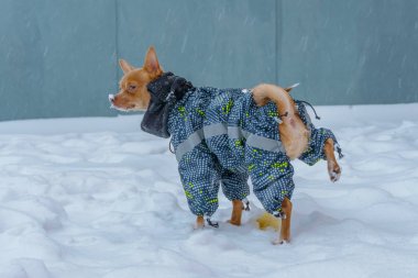 Kışın sıcak elbiseli güzel bir kızıl saçlı chihuahua sokakta karda kızdıran
