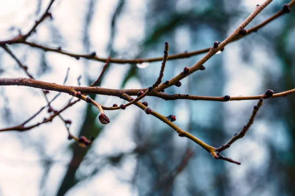 Branch without leaves in winter covered with water drops close-up — Stock Photo, Image