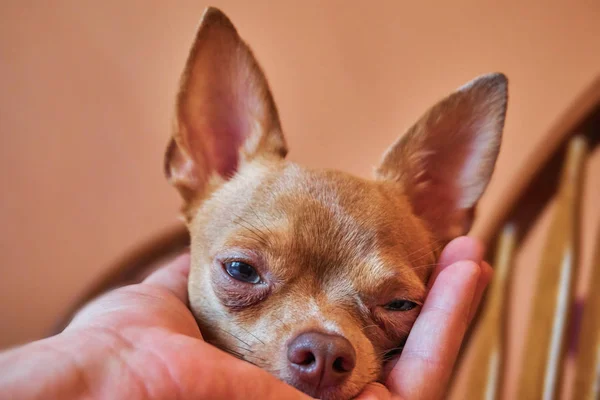 Chihuahua vermelho encantador em casa em uma cadeira muito bonito — Fotografia de Stock