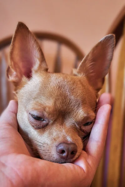 Lovely red chihuahua at home on a very cute chair — Stock Photo, Image