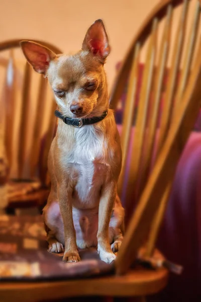 Chihuahua vermelho encantador em casa em uma cadeira muito bonito — Fotografia de Stock