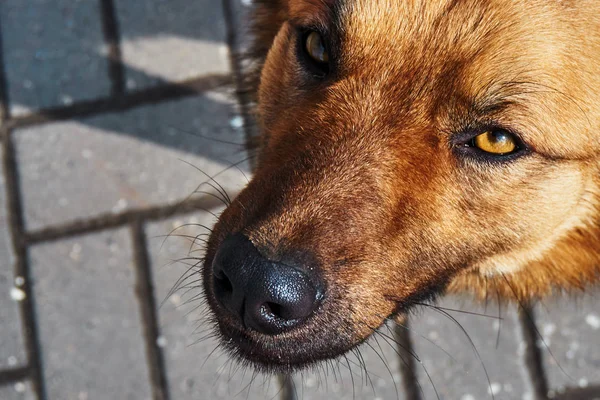 Precioso perro sin hogar de pelo rojo en la calle mirando con ojos compasivos — Foto de Stock