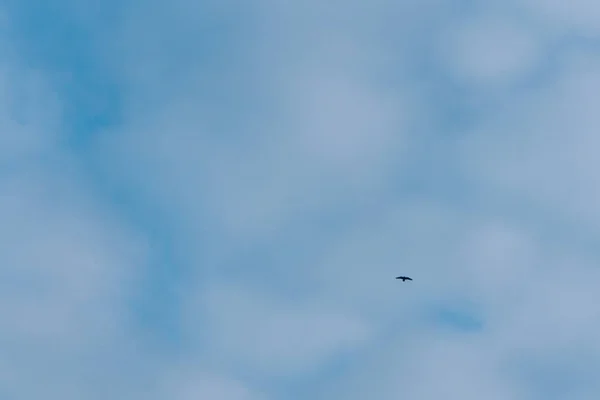 Um pássaro negro solitário voa alto no céu azul com nuvens brancas no inverno na geada — Fotografia de Stock