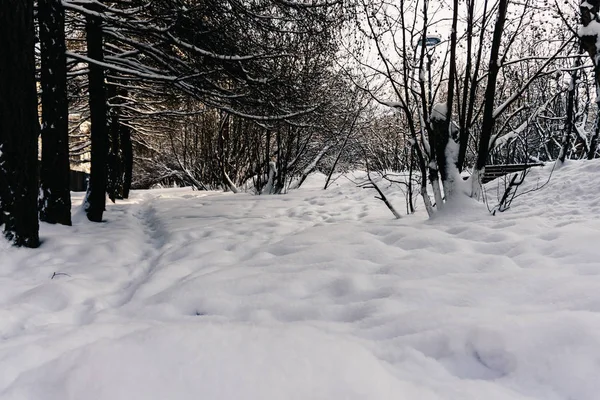 Una gruesa capa de nieve fresca se encuentra en el invierno en un parque de la ciudad en medio de árboles congelados en el norte de Rusia —  Fotos de Stock