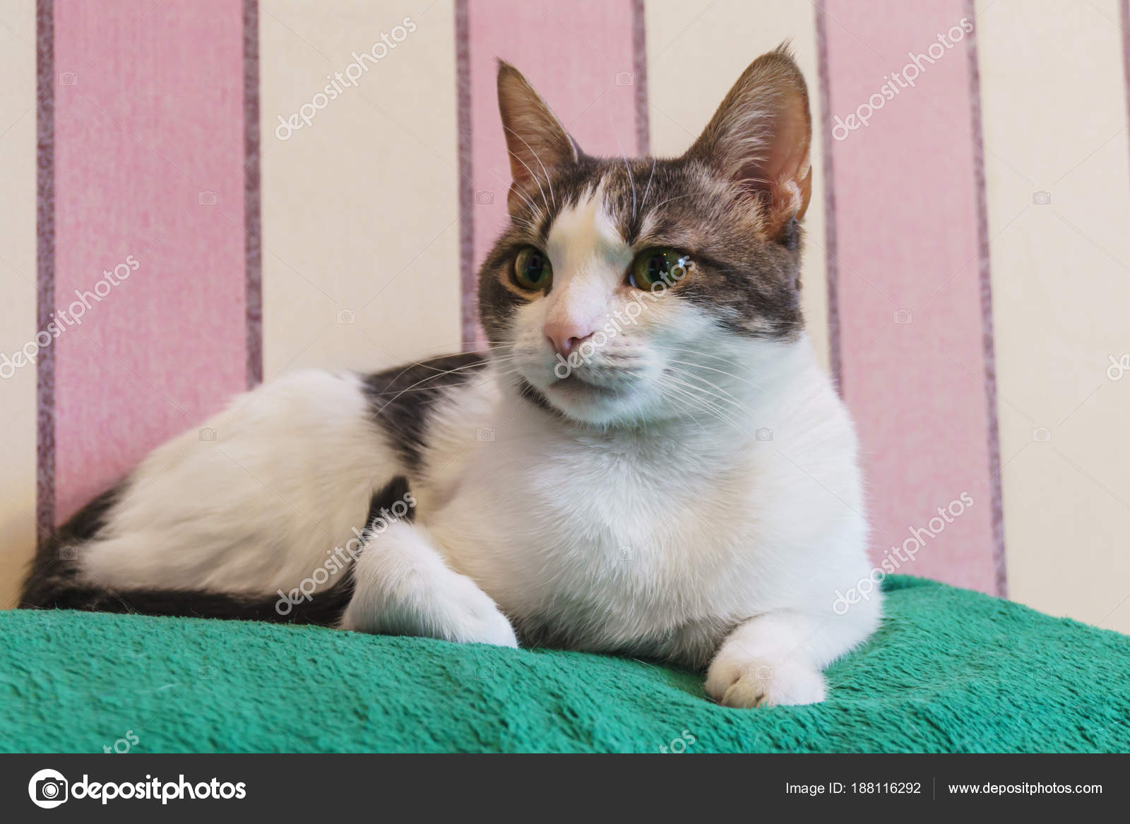 Eine Schöne Katze Der Weißen Farbe Und Schwarze Flecken Mit