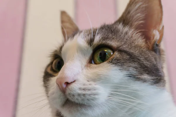 Um belo gato de cor branca e manchas pretas com um belo nariz rosa e olhos verdes descansando em casa no sofá — Fotografia de Stock