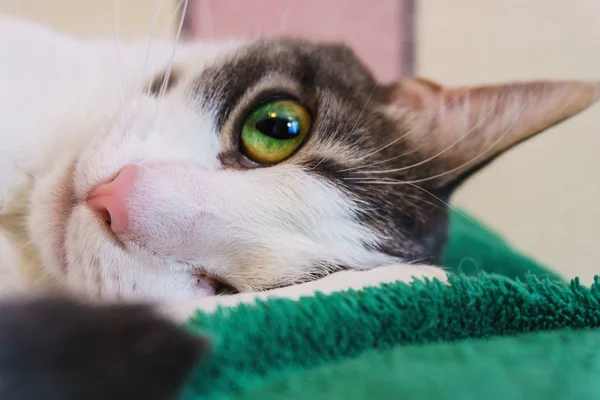 Eine schöne weiße Katze mit schwarzen Flecken und rosa Nase liegt auf der Seite auf dem Sofa und schaut mit schönen grünen Augen heraus — Stockfoto