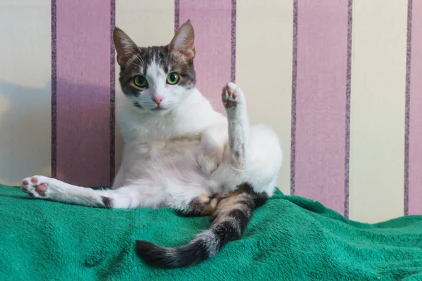 Um belo gato de cor branca e manchas pretas com um belo nariz rosa e olhos verdes descansando em casa no sofá — Fotografia de Stock