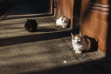 Bir ev olmadan dostu güzel kedi asfalt üzerinde sokakta oturup ve onlar beslenir bekleyin