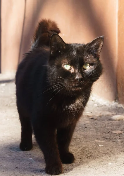 검은 고양이 거리에서 햇볕에 basking 이며 그 먹이를 기다리고 — 스톡 사진