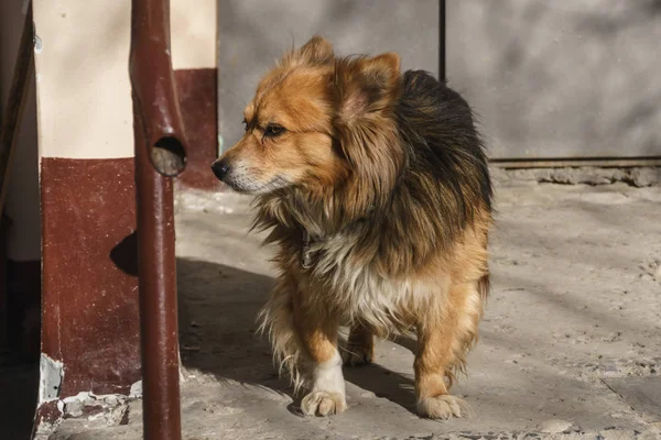 Un viejo perro rojo sin raza está solo cerca de la entrada de la casa y espera a su dueño — Foto de Stock