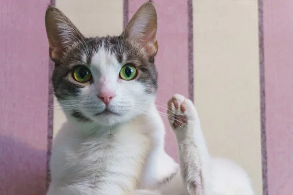 Um belo gato de cor branca e manchas pretas com um belo nariz rosa e olhos verdes descansando em casa no sofá — Fotografia de Stock