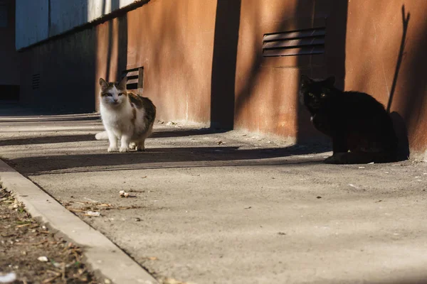 Obdachlose Straßenkatzen auf der Straße sehen gepflegt aus und haben Angst, auf Menschen zuzugehen — Stockfoto