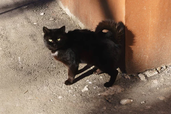 Hemlösa gatan katter på gatan ser prydligt och är rädd att förhållningssätt människor — Stockfoto