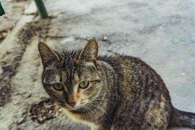 Güzel bir gri çizgili kedi bir master olmadan sokakta yaşayan ve bir kucaklama istiyor