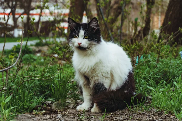 Krásná bez domova bílá s černou kočku na ulici schovává ve křoví na záhon — Stock fotografie