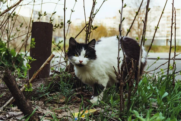 꽃 침대에 덤 불에 숨어 거리에 검은 고양이 함께 아름 다운 노숙자 화이트 — 스톡 사진