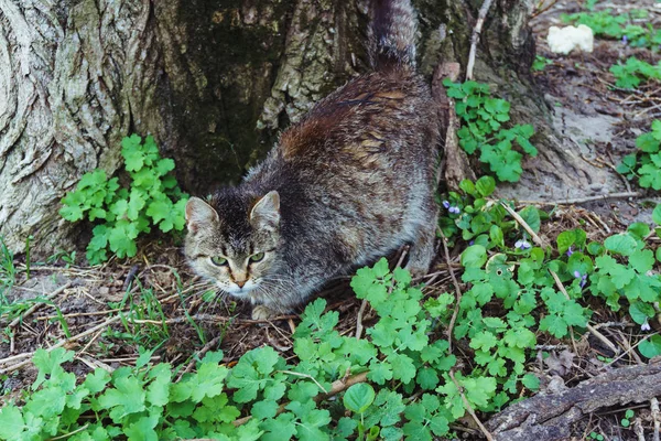 En vacker grå randig katt bor på gatan utan en mästare och vill ha en smekning — Stockfoto