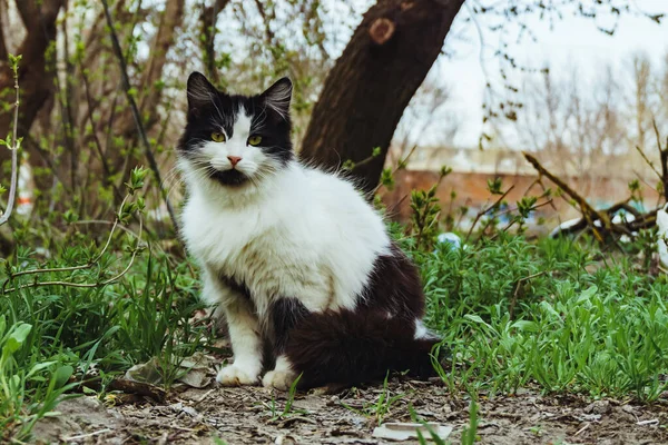 Un hermoso gato sin hogar en blanco y negro sobre la hierba en el patio de la casa tranquilamente se sienta y observa —  Fotos de Stock