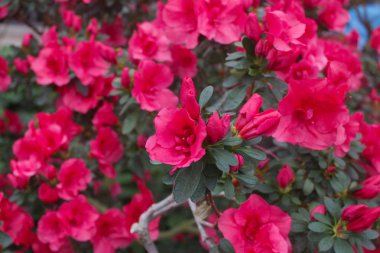 Pembe çiçek açelya ormangülü grup parlak kırmızı çiçekler bitkileri arka plan