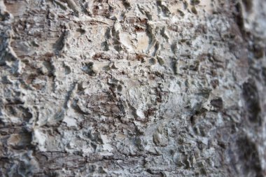 Ağaç kabuğu gri ahşap doku tasarım arka plan