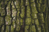 Riss raue grüne Baumrinde Hintergrund