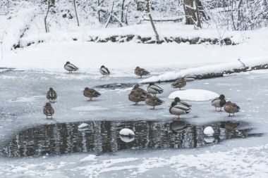 karlı park donmuş gölde ördekler