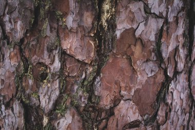 cracked rough brown and purple tree bark background clipart