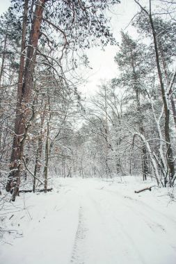 yol ve kışın karlı park ağaçlarda