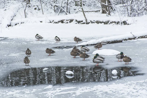 Karlı Park Donmuş Gölde Ördekler — Stok fotoğraf