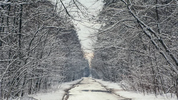 Camino Árboles Bosque Nevado Invierno Durante Atardecer —  Fotos de Stock