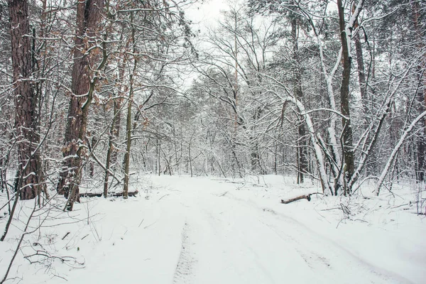 冰雪森林冬季的道路与树木 — 图库照片