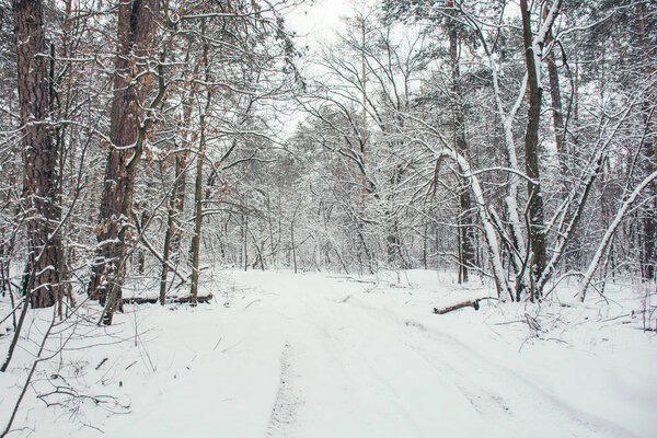 road and trees in snowy forest in winter