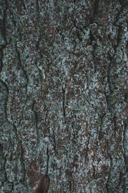 cracked rough brown and turquoise tree bark background clipart