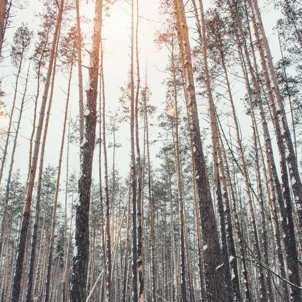 Låg Vinkel Syn Träd Med Snö Park Vinter — Stockfoto