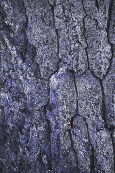 Cracked Rough Purple Tree Bark Background — Stock Photo, Image