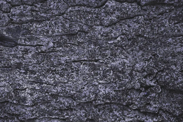 Cracked Rough Purple Tree Bark Background — Stock Photo, Image