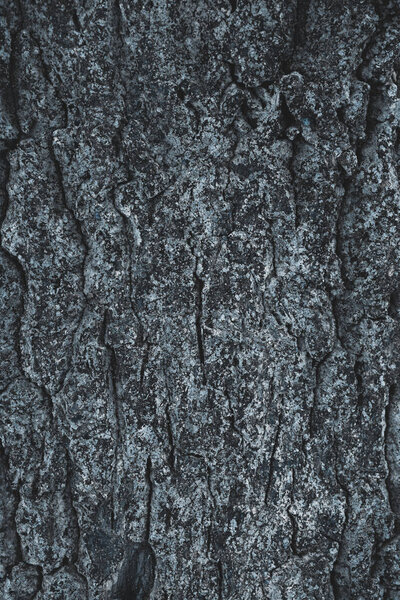 cracked rough gray tree bark background