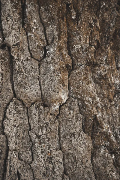 Riss Rauen Braunen Baumrinde Hintergrund — Stockfoto