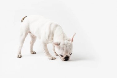 Tam boy görünüm üzerinde beyaz izole sevimli Fransız bulldog köpek