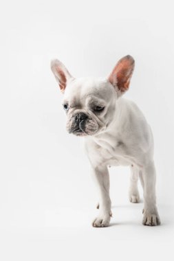 çok güzel komik Fransız bulldog köpek yavrusu ayakta beyaz izole